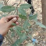 Ficus racemosa Folha