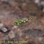 Airopsis tenella Flower