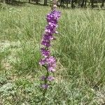 Penstemon strictusFleur