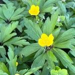 Anemonoides ranunculoides Blatt