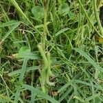 Crotalaria lanceolata Vaisius