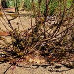 Eriogonum fasciculatum Habitus