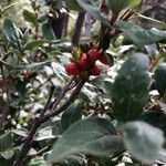 Shepherdia canadensis Fruit