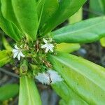 Scaevola taccada Bloem