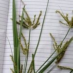 Cyperus iria Цвят