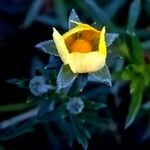 Potentilla argentea फूल