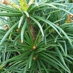 Sciadopitys verticillata Likasa