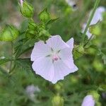 Malva alceaFlor