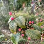 Alniaria alnifolia Frugt