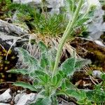 Hieracium villosum Blatt