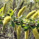 Salix lasiolepis Цветок