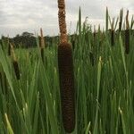 Typha × glauca Fruit