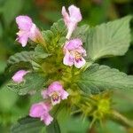 Galeopsis tetrahit Flor