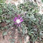 Centaurea pullata 形态