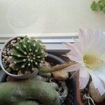 Echinopsis oxygona Flor