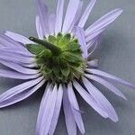 Aster amellus Blomst