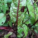 Rumex sanguineus Leaf