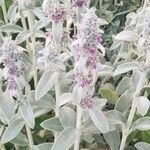 Stachys byzantinaLorea