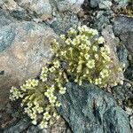 Saxifraga muscoides Fula
