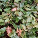 Epimedium alpinum Fuelha