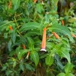 Cuphea ignea Blüte