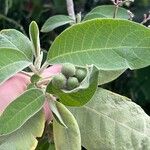 Solanum mauritianum Frugt