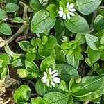 Stellaria media Blomma