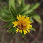 Pentanema spiraeifolium Flower