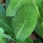 Calendula officinalis Leaf