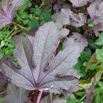 Hibiscus acetosella Blad