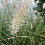 Cenchrus longisetus Flower