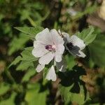 Althaea officinalisÕis