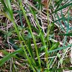 Luzula alpinopilosa 葉