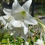 Crinum × powellii Flower