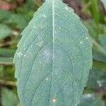 Impatiens noli-tangere Leaf