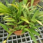 Maxillaria chrysantha Характер