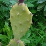 Opuntia strictaOvoce