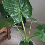 Alocasia macrorrhizosLeaf