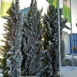 Cupressus sempervirens عادت