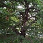 Quercus castaneifolia Habit