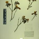 Rhododendron anthopogon ᱮᱴᱟᱜ