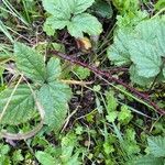 Rubus echinatus 葉