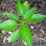 Capsicum annuumLeaf