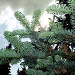 Abies procera Levél