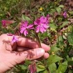 Silene dioicaBlüte