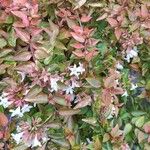 Abelia grandifolia List