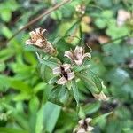 Dianthus barbatus Fruit