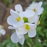 Arabis caucasica 花
