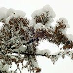 Tilia cordata Fruchs