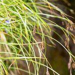 Carex frigida Хабит